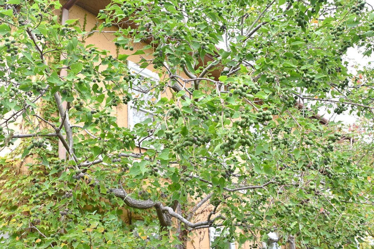 Chinese tallow tree