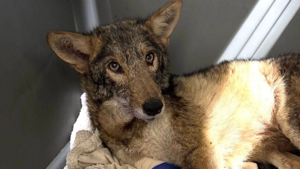 Austin Wildlife Rescue releases rehabilitated coyote after nine months ...