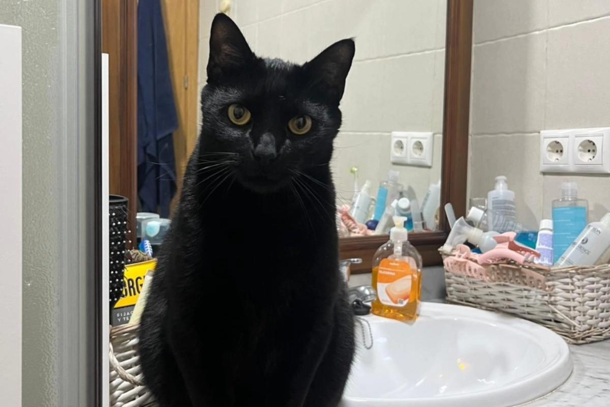 Gato desaparecido en Granada y reencuentro milagroso en Tenerife ...