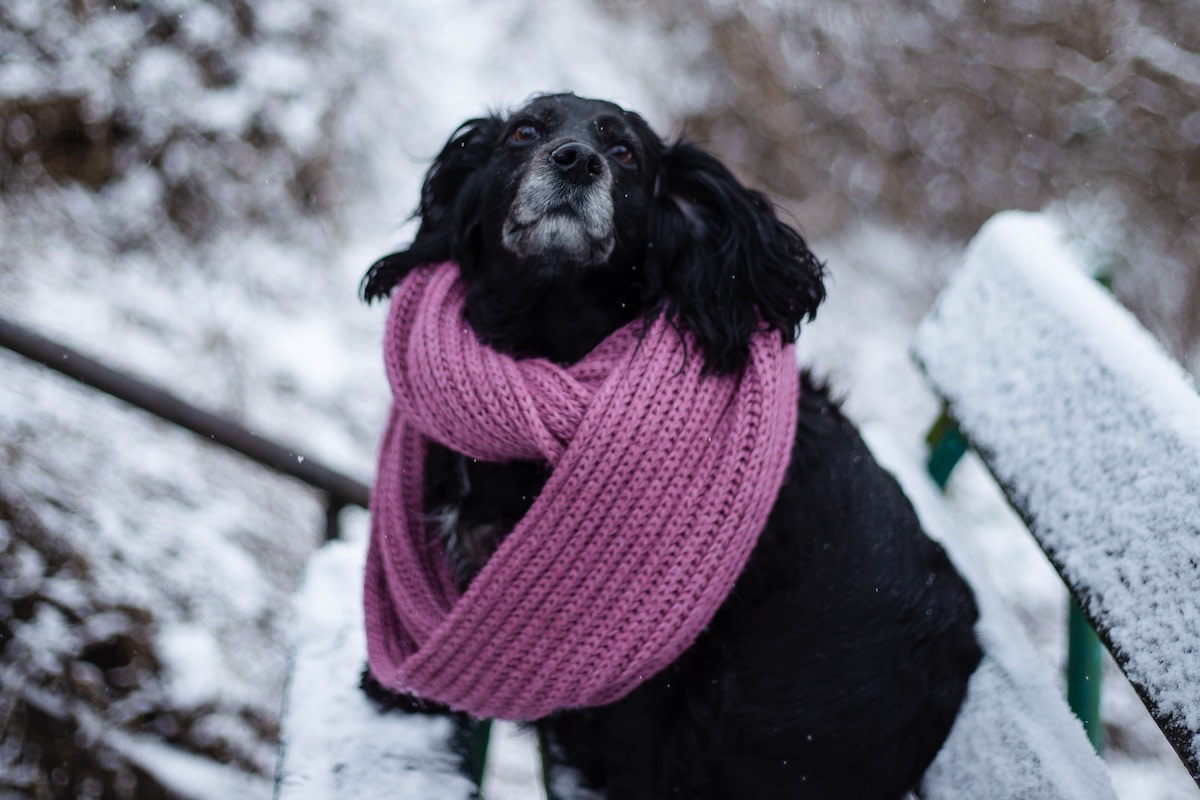 Musical cocker spaniel singing along with Christmas carolers knows his ...