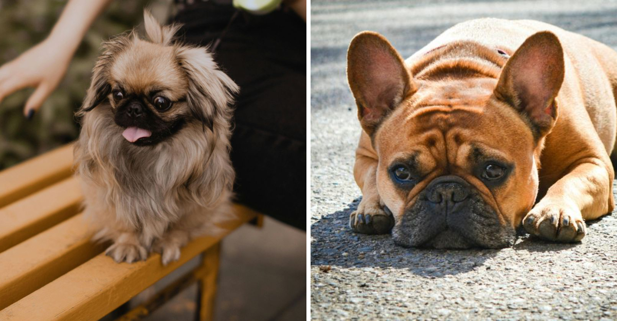 11 dog breeds that enjoy relaxed walks more than intense runs