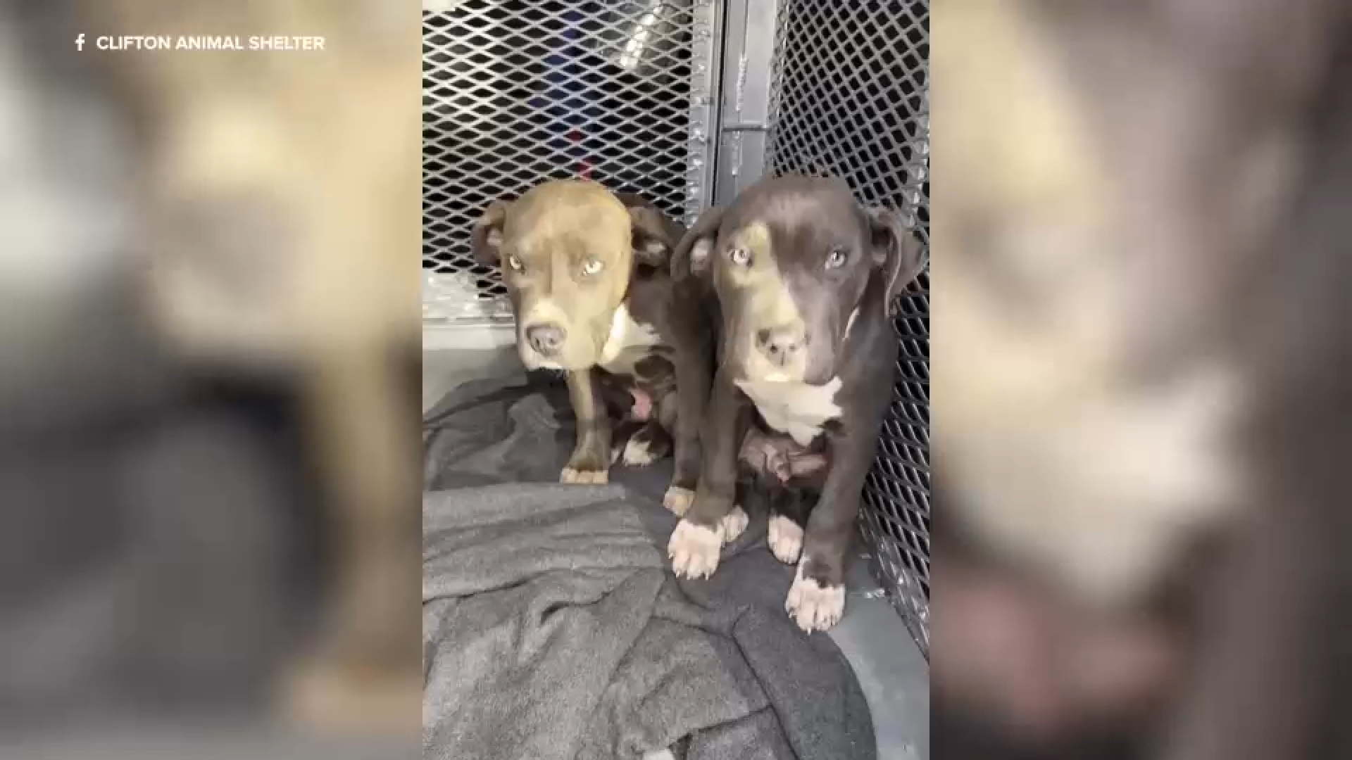 Animal control searching for woman who threw 3 puppies out of car in ...