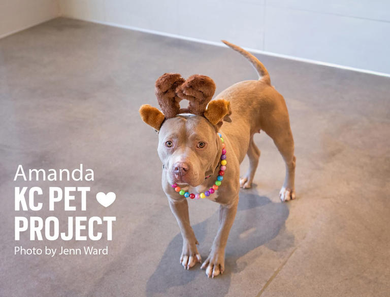 KC Pet Project offers free pet adoptions through New Year’s Eve