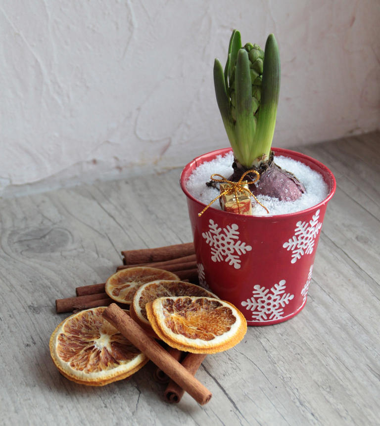 8. Mini jardines de invierno