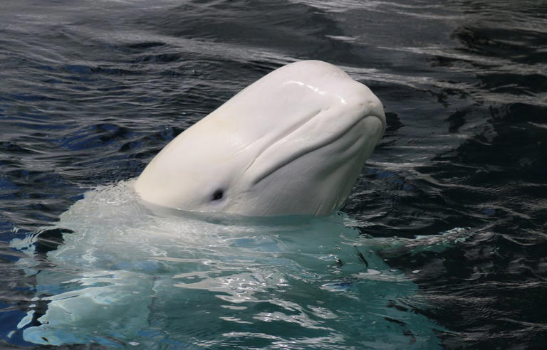 le-b-luga-la-baleine-blanche-qui-parle-et-s-adapte-au-grand-froid