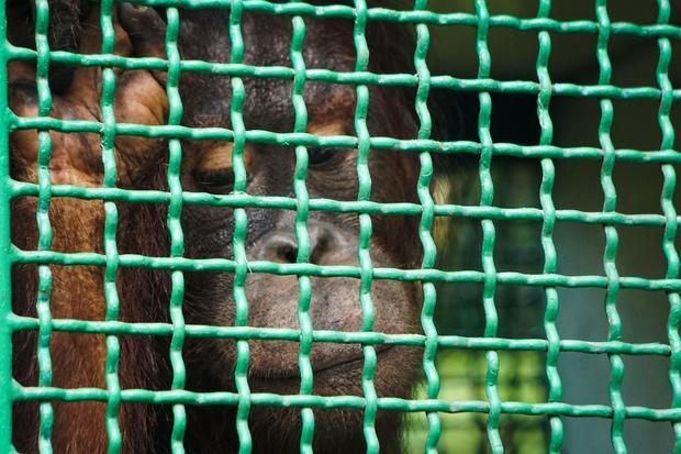 Empat Orangutan Korban Perdagangan Ilegal Dikembalikan ke Thailand