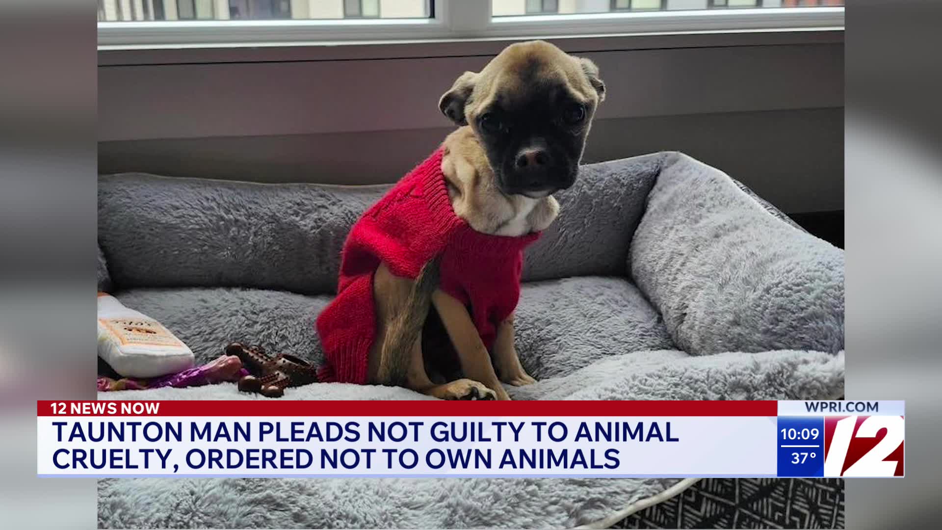 Taunton man pleads not guilty to animal cruelty