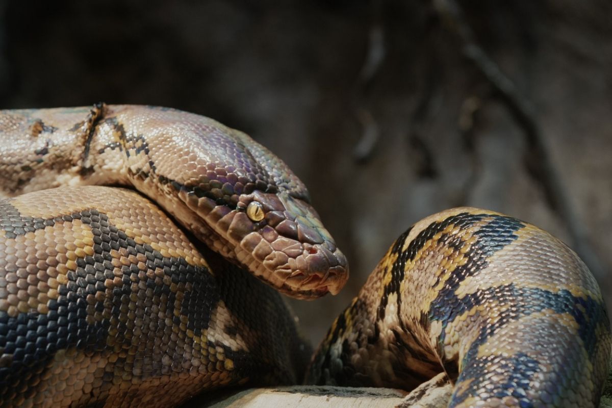 L’amitié enfant-python vire au drame : le détail qui glace tout le monde