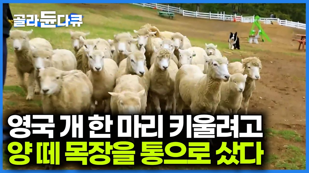 보더콜리 한 마리 키우기 위해 양까지 구매한 결과｜남해에서 양몰이하며 사는 그림 같은 삶｜한국기행｜#골라듄다큐 | Watch