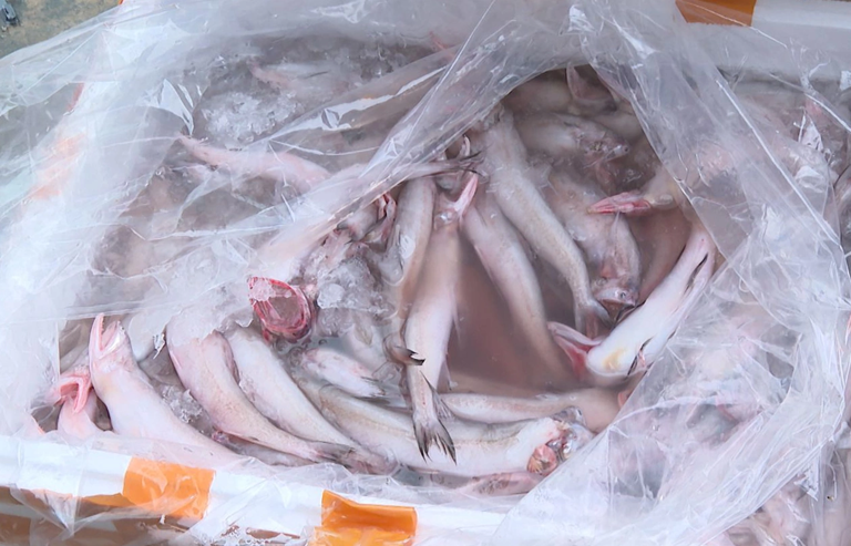 Hơn 10 tấn cá khoai chứa formol bảo quản với hàm lượng rất cao. Ảnh: Lam Sơn
