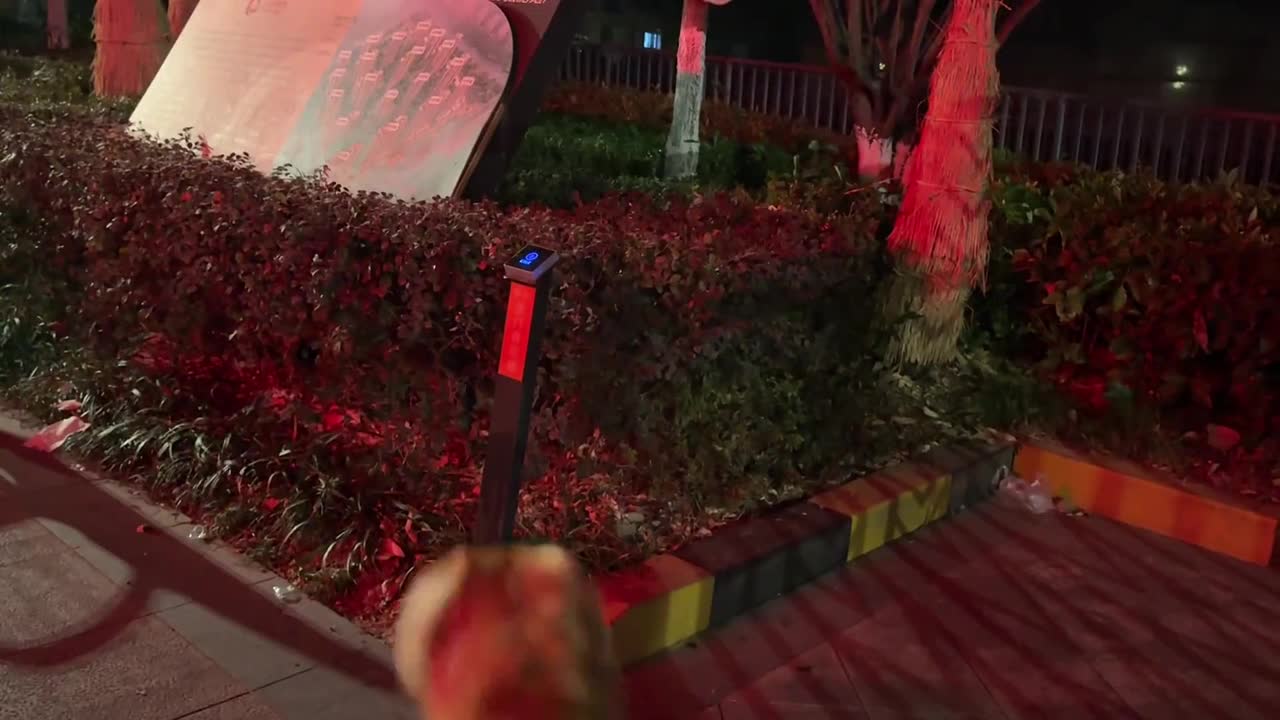 Clever golden retriever opens automatic gate in Jiangsu, China