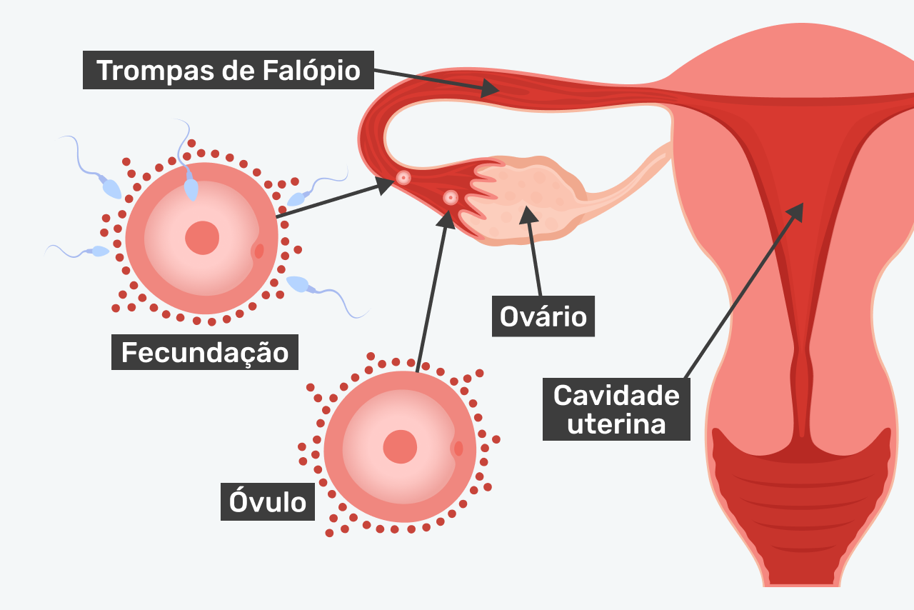 Afinal, onde ocorre a fecundação?