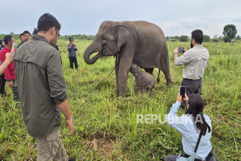 Bekerja Sama dengan Vantara India, Kemenhut Ingin Bangkitkan Rumah Sakit Gajah Sumatra