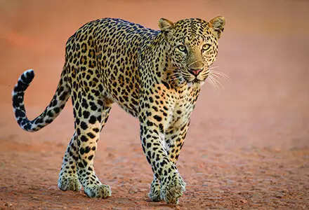 Leopard runs riot in three villages in Himachal's Mandi; kills one ...