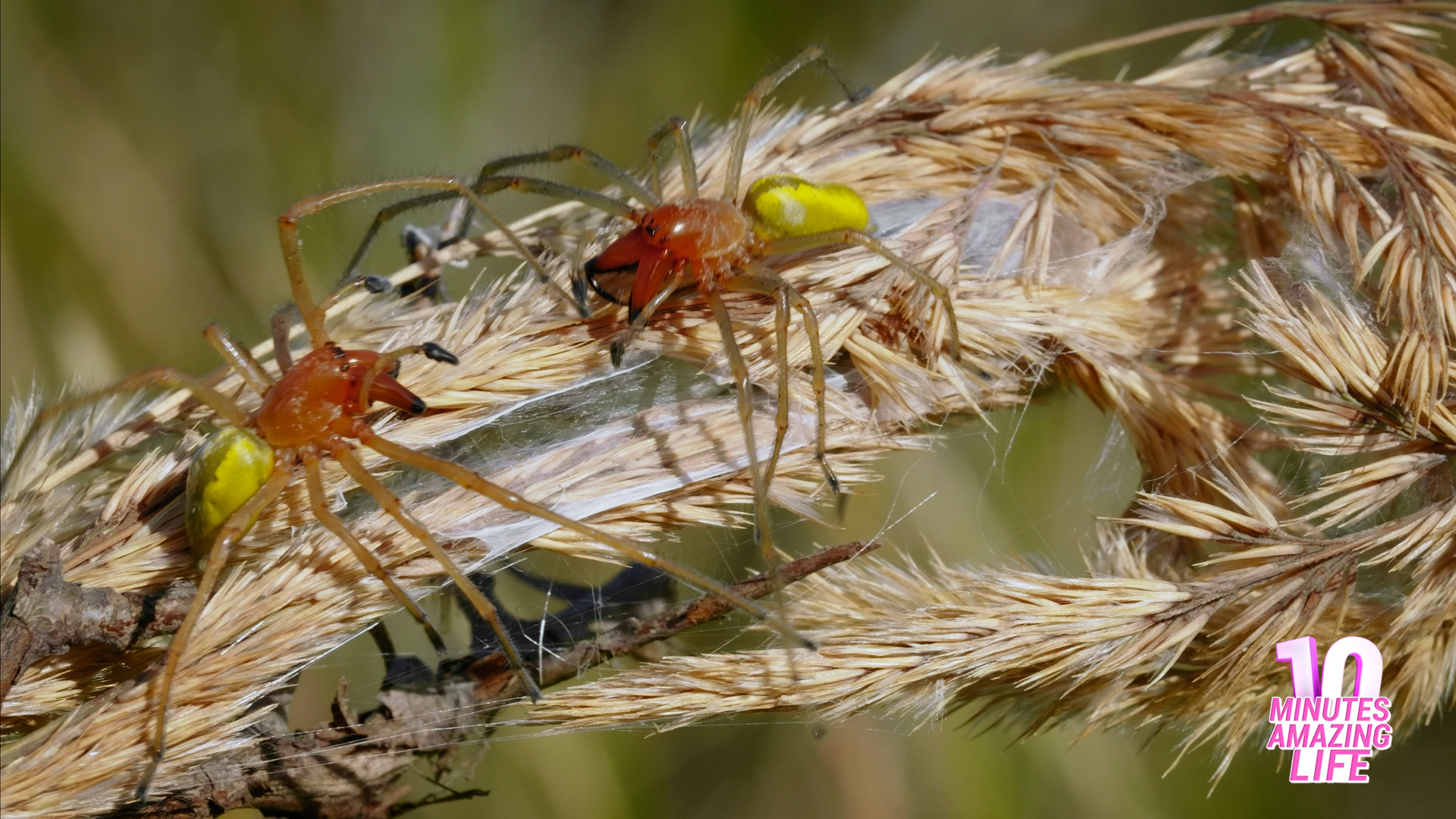 I captured a close look at a spider in nature