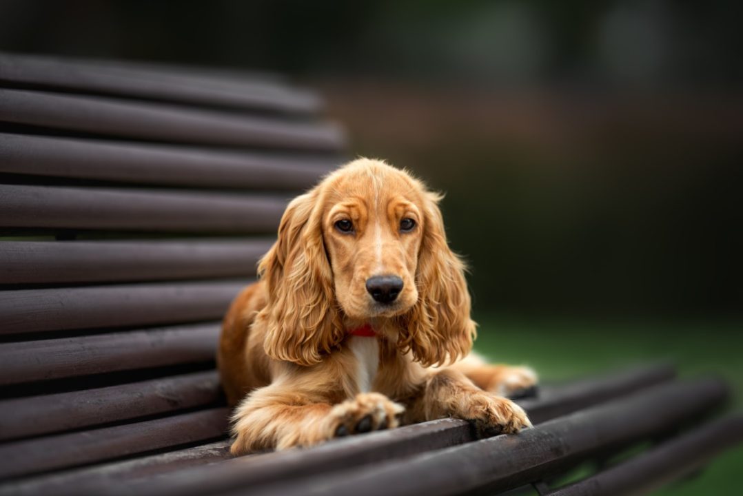 17 small dog breeds that make the best tiny companions