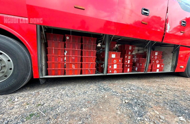 Tạm giữ 676 con rắn hổ mang, nặng gần 1.000kg ở Quảng Trị