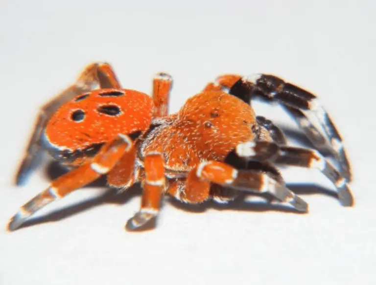 Rare red-headed ladybird spider found in Morocco