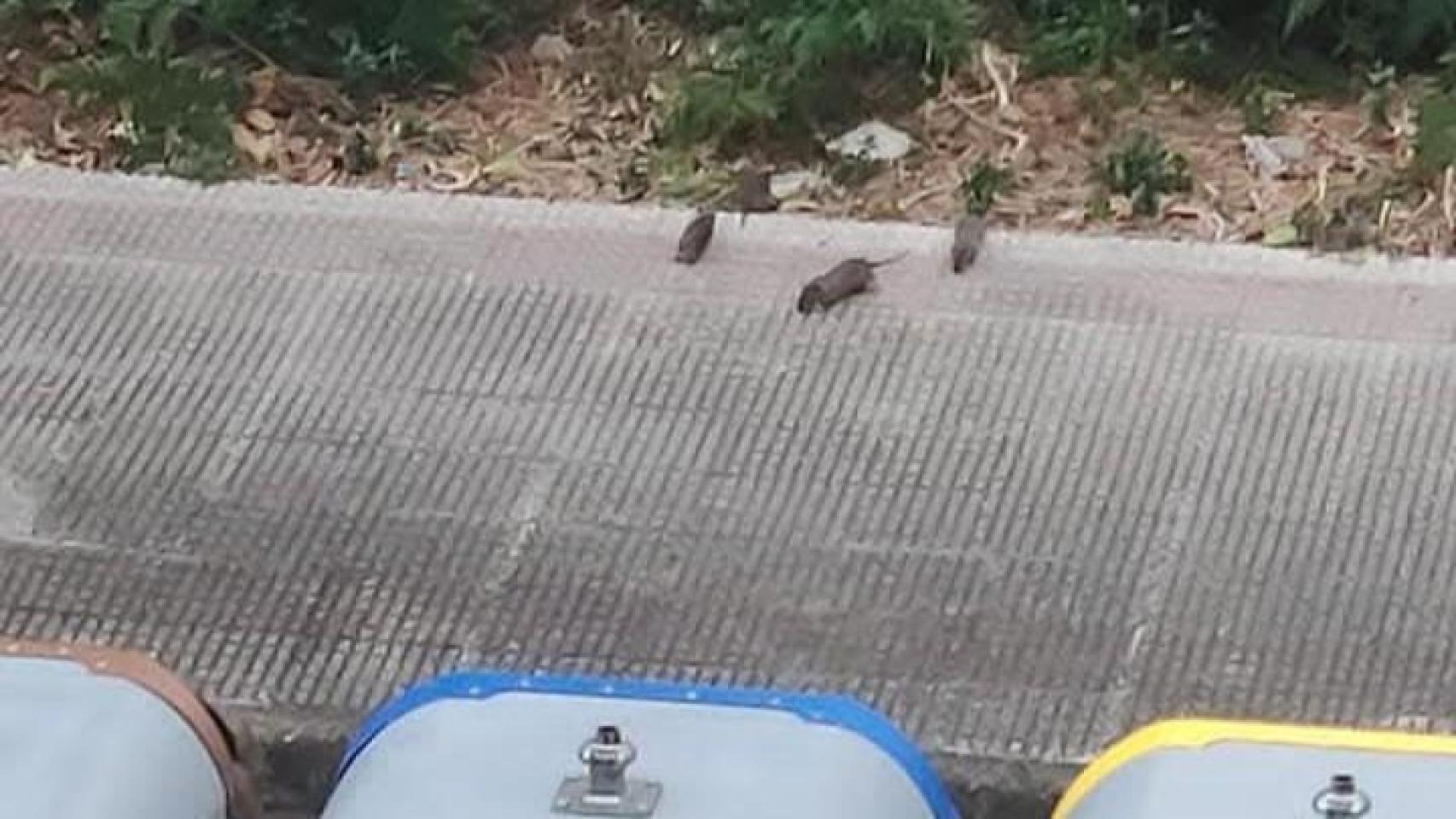Denuncian la presencia de ratas en las calles de Meicende, en Arteixo ...
