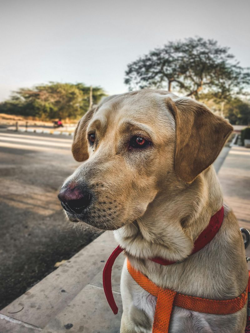 16 dog breeds that are so food-driven they'll work for one tiny crumb
