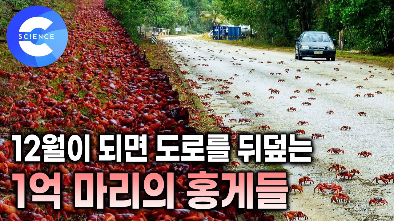 숲에서 쏟아져 나온 홍게들이 사람이 사는 마을로 내려오면 🦀🦀 | 홍게들의 대이동 | 크리스마스섬의 점령자 | 다큐프라임