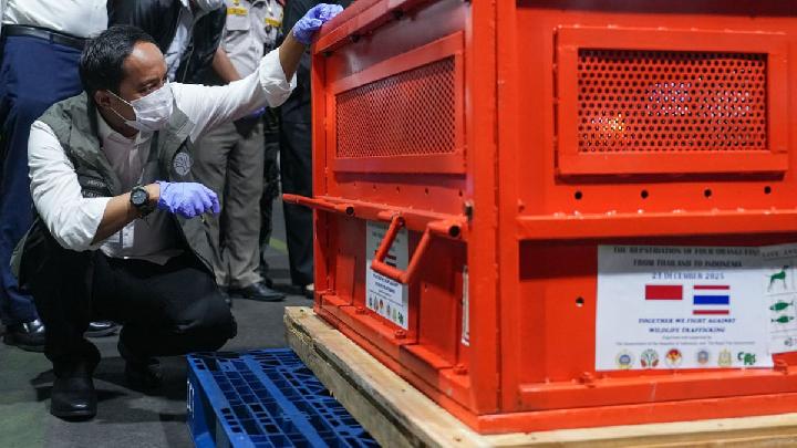 Kemenhut Bawa Empat Orangutan Kembali dari Thailand
