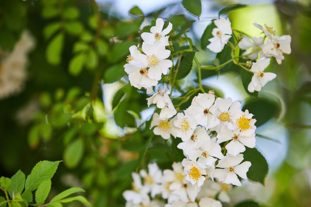Invasives: This rose was planted on purpose in Indiana, but has since ...