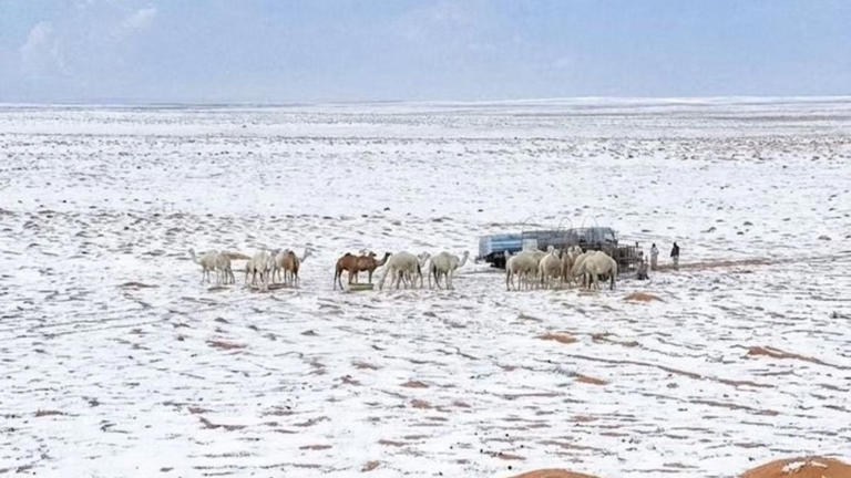 Rare snowfall in Saudi deserts leaves camels confused: Can they deal ...