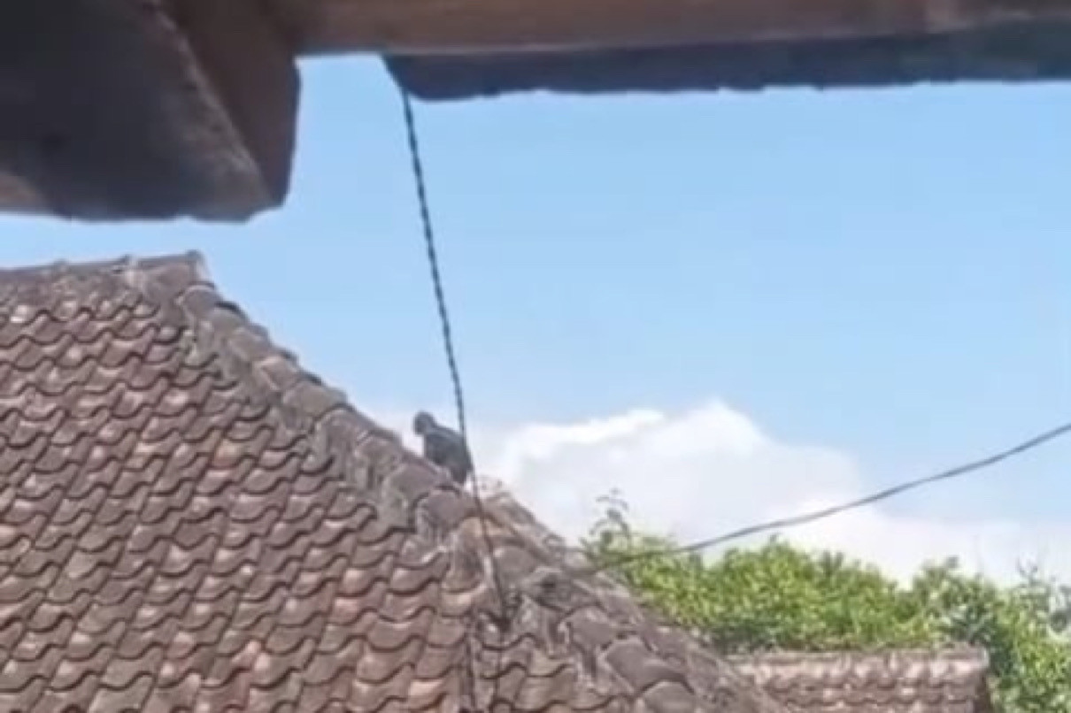 Heboh! Lutung Jawa Muncul di Atap Rumah Warga, Polisi dan BKSDA Turun Tangan