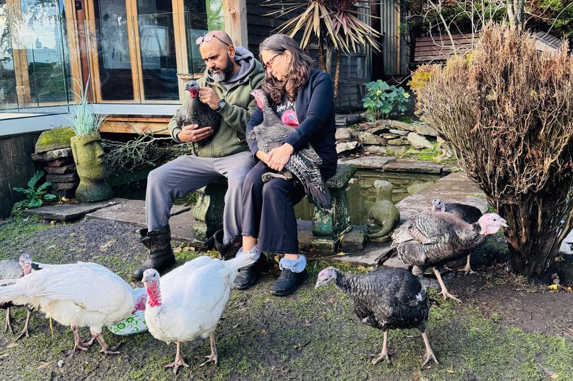 Animals christmas dinner video