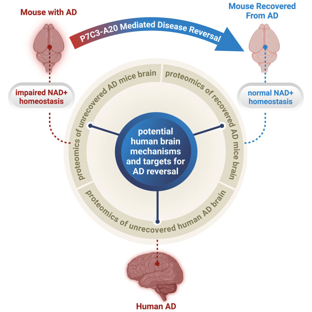 Alzheimer's disease can be reversed in animal models to achieve full ...