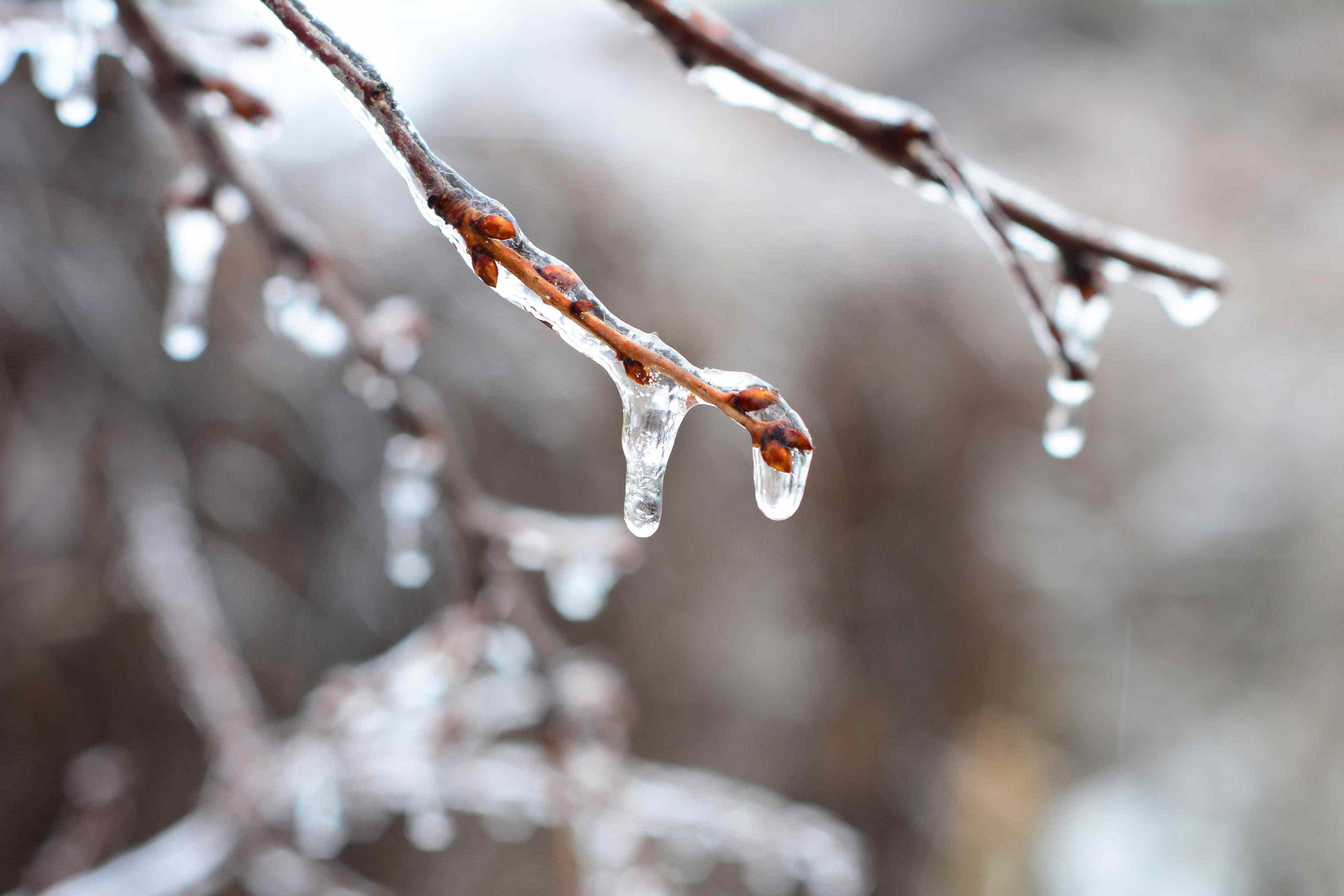 How to protect your garden from ice and frost—5 easy methods