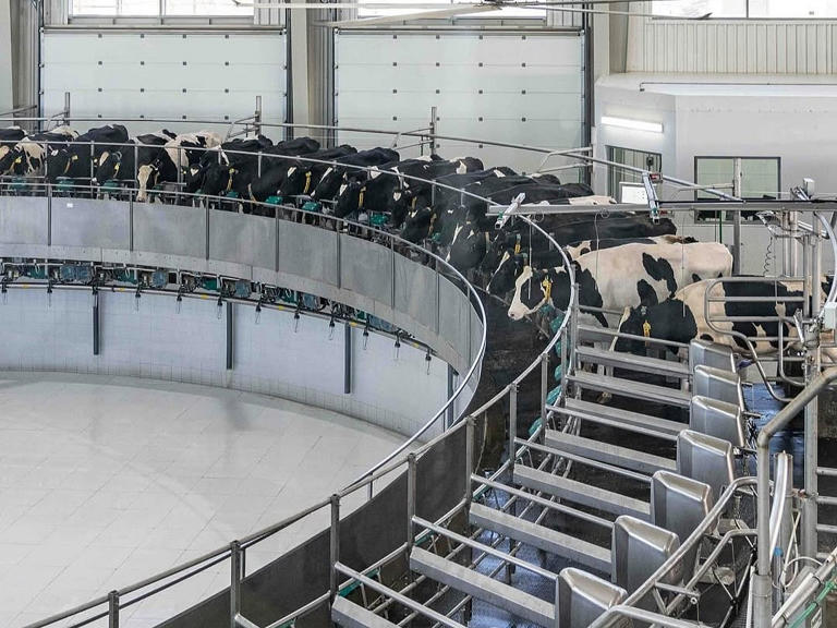 Sharjah ruler opens Mleiha Dairy Factory, sets Guinness World Record ...