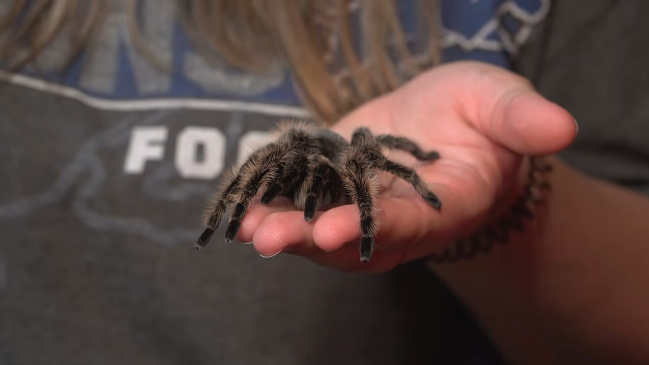 How facing a fear of spiders led to holding a giant tarantula