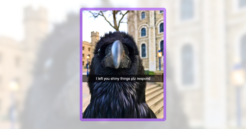 A cozy caw-lection of 20 crow memes for clever souls who enjoy a little ...