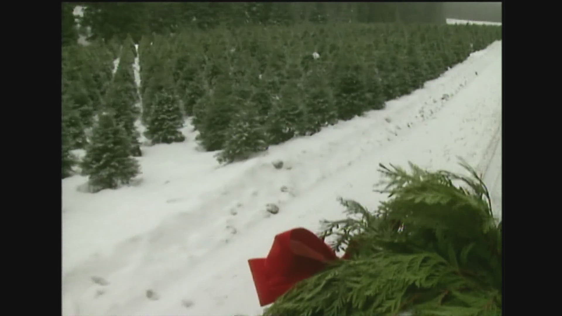 Back to the archives: On the Christmas tree farm in '94