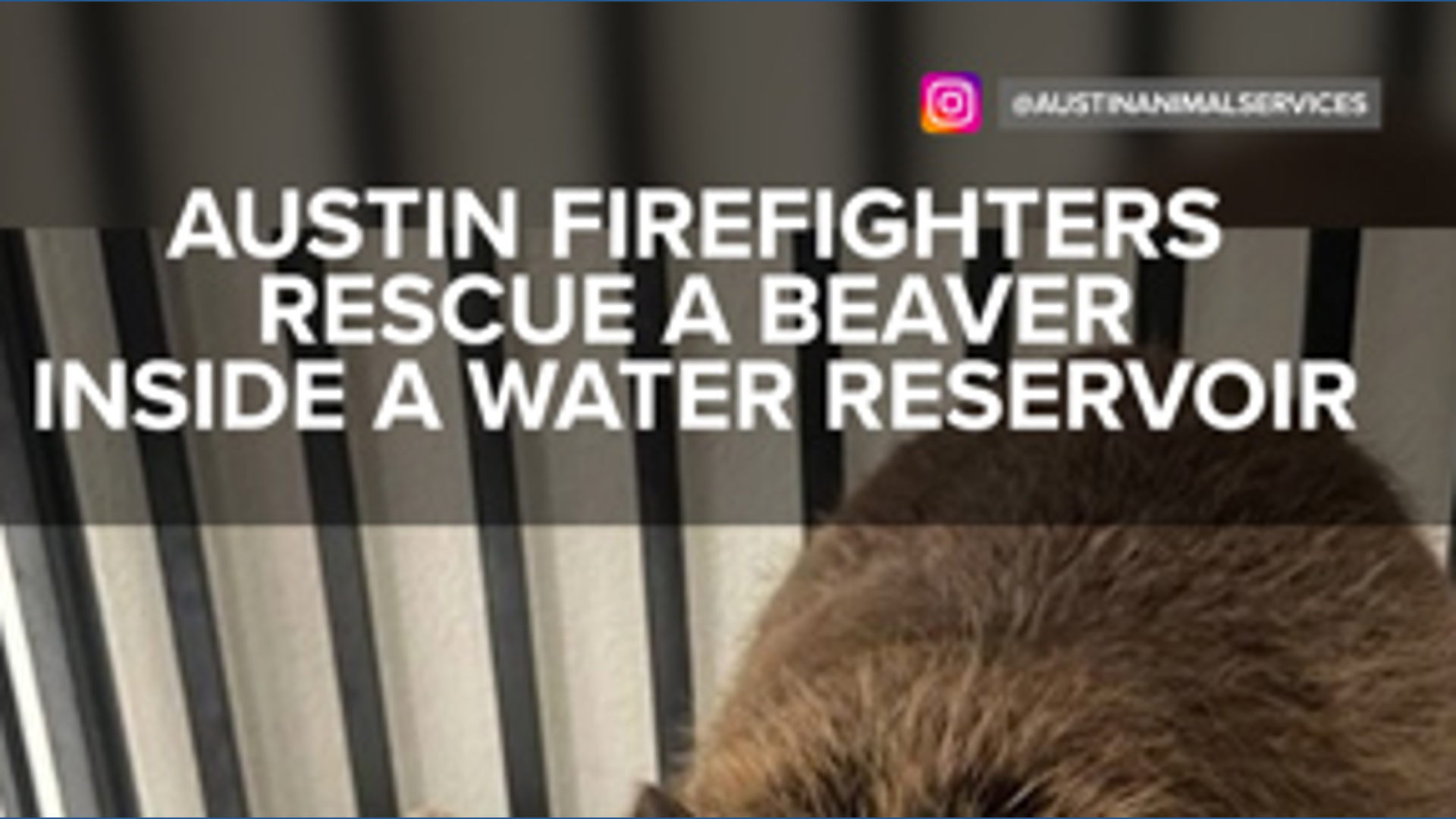 Austin firefighters rescue a beaver inside a water reservoir