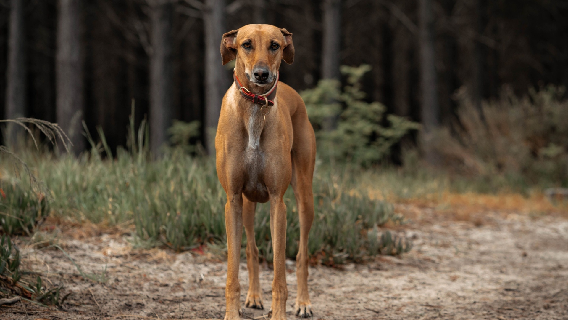 Dog breeds with rare body shapes that change exercise needs