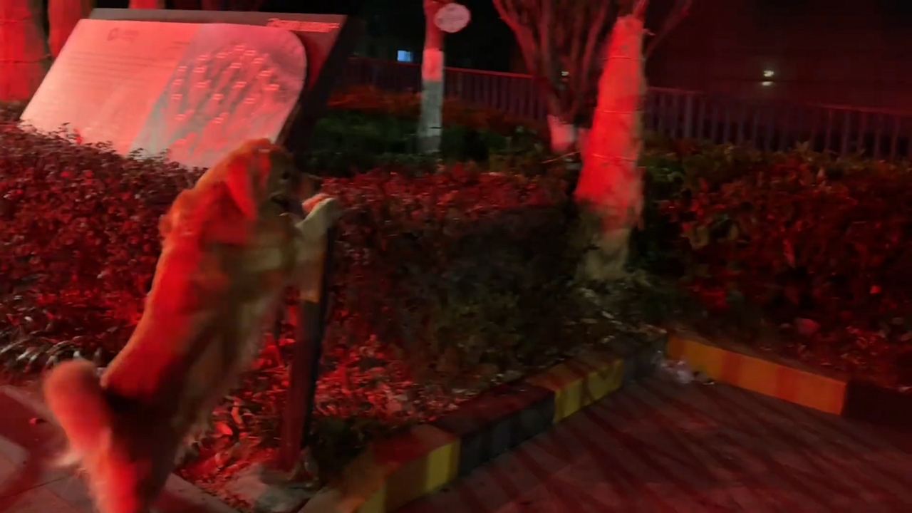 Clever golden retriever opens automatic gate in Jiangsu, China