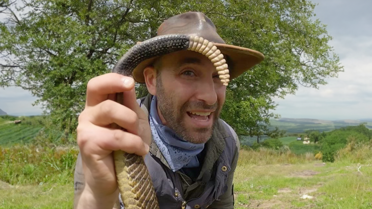 What’s inside a rattlesnake’s rattle