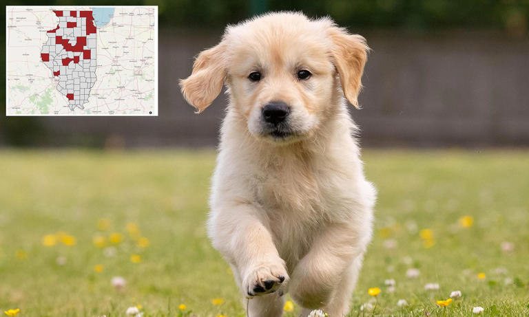 US state records first case of 100% deadly rabies for the first time in ...