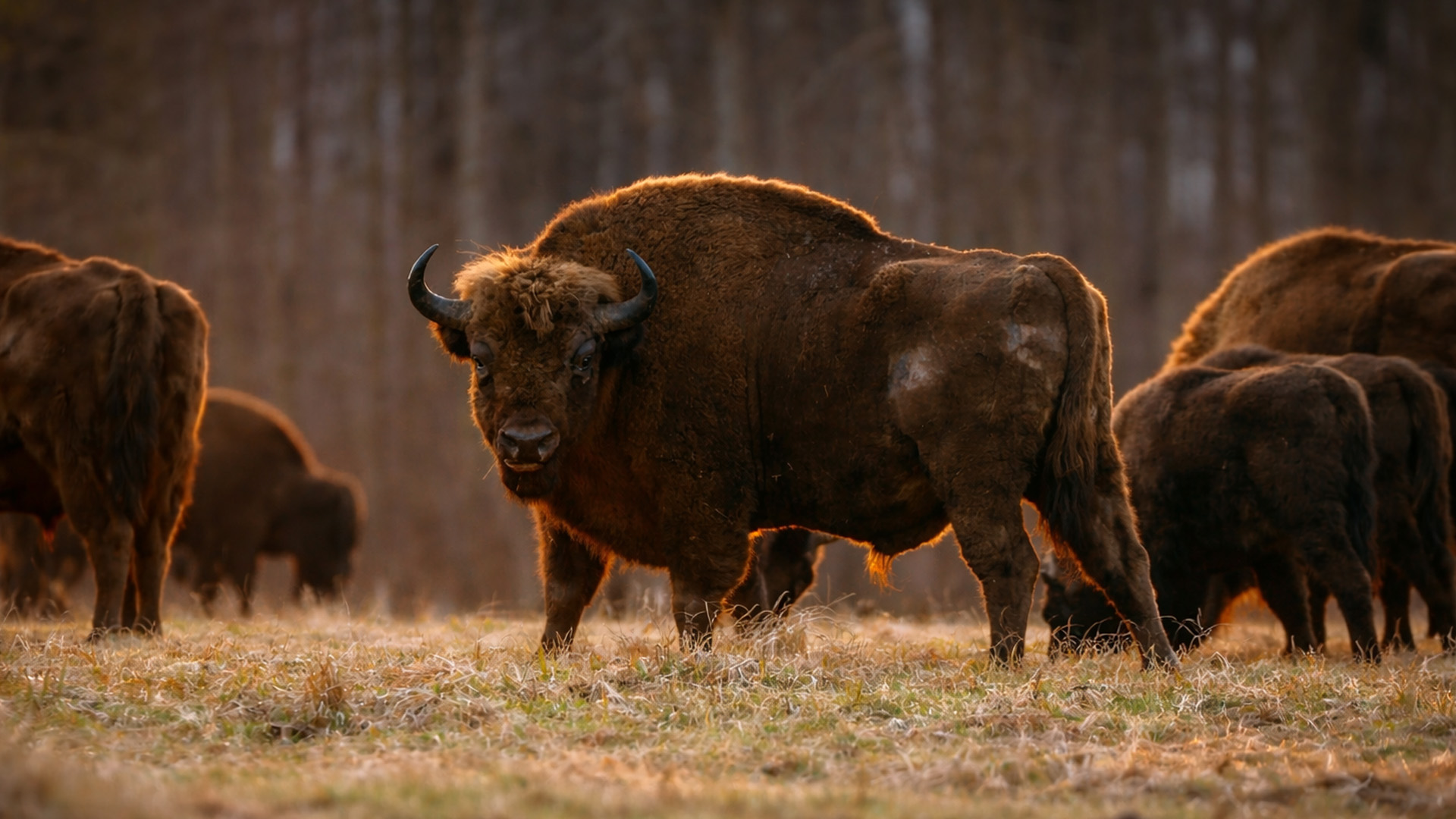 El bisonte vigila atento