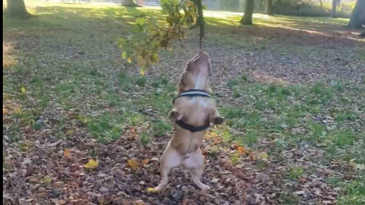 Bulldog turns into 'Hurricanine' while swinging from a tree branch