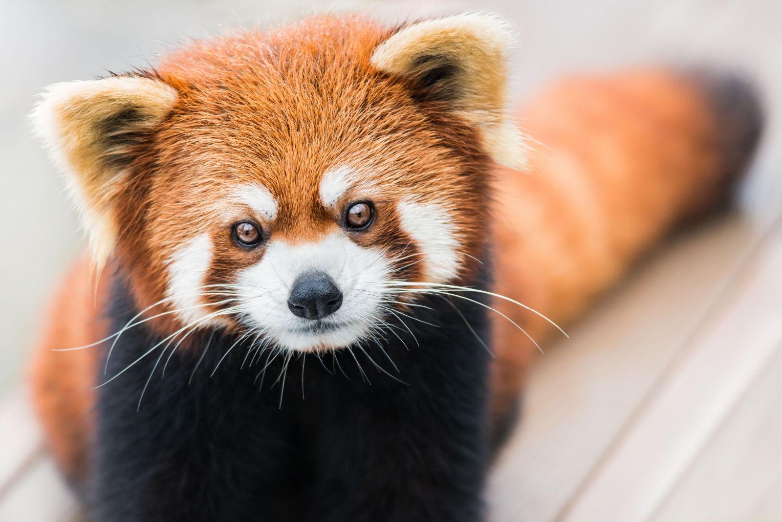 6 cute animals that are surprisingly dangerous and 3 scary looking ...
