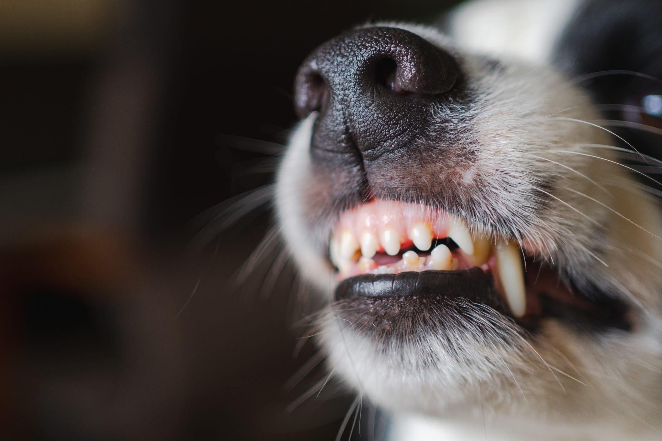 Chicago reports first rabies-positive dog in 61 years. What we know<br><br>