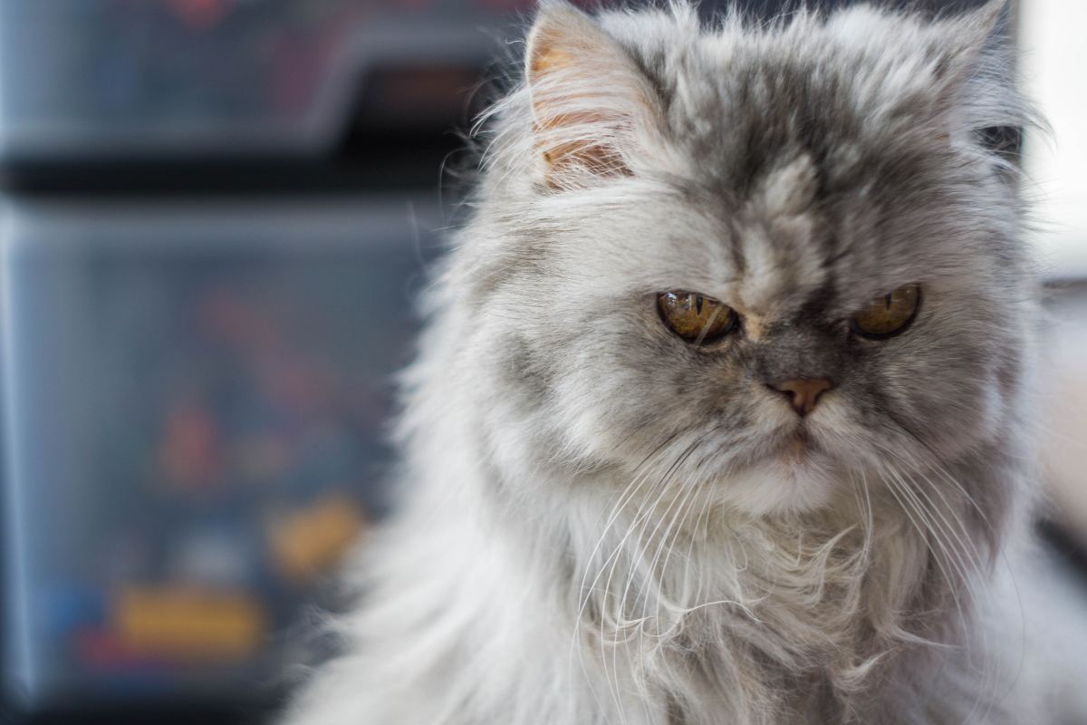 Christmas is not real