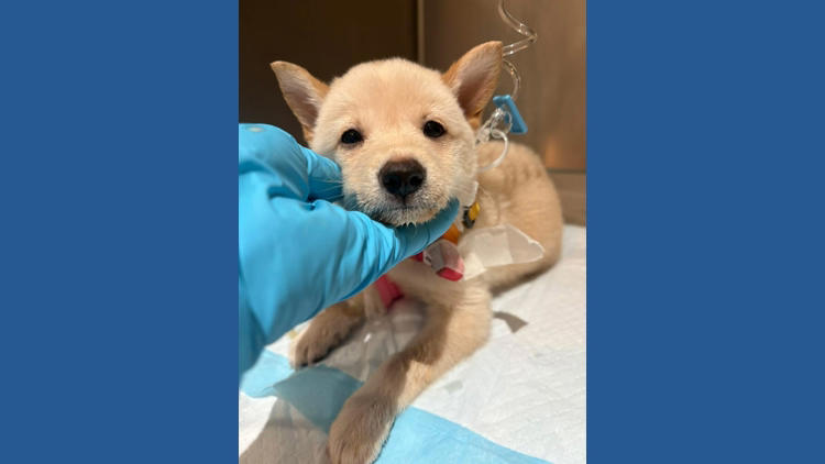 Abandoned Largo puppies improving, but one remains in critical condition