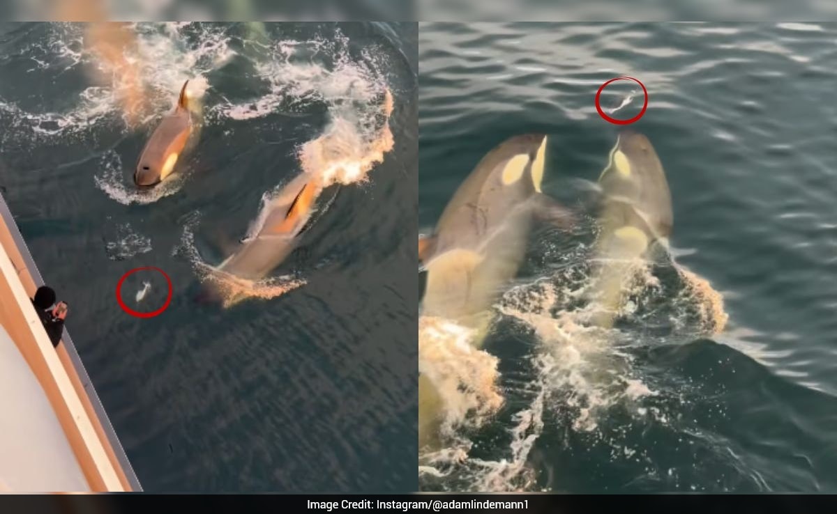 Watch: Dramatic video shows killer whales chasing lone penguin in ocean