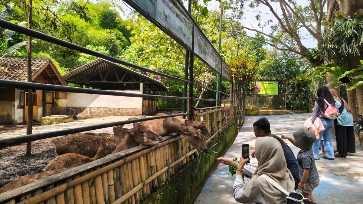 Daya Tarik Sensasi Makanan Hewan di Taman Satwa Cikembulan Saat Libur Nataru dan Sekolah