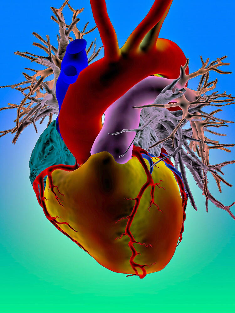 Un legame tra cervello e cuore rallenta l’invecchiamento cardiaco